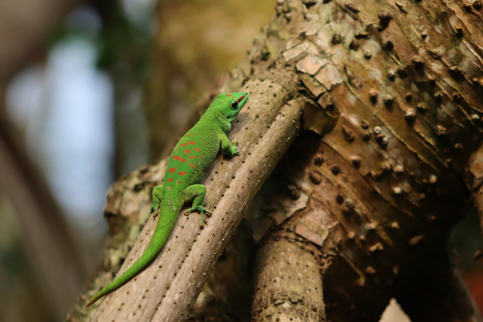 Giant Day Gecko - 20 June 2024