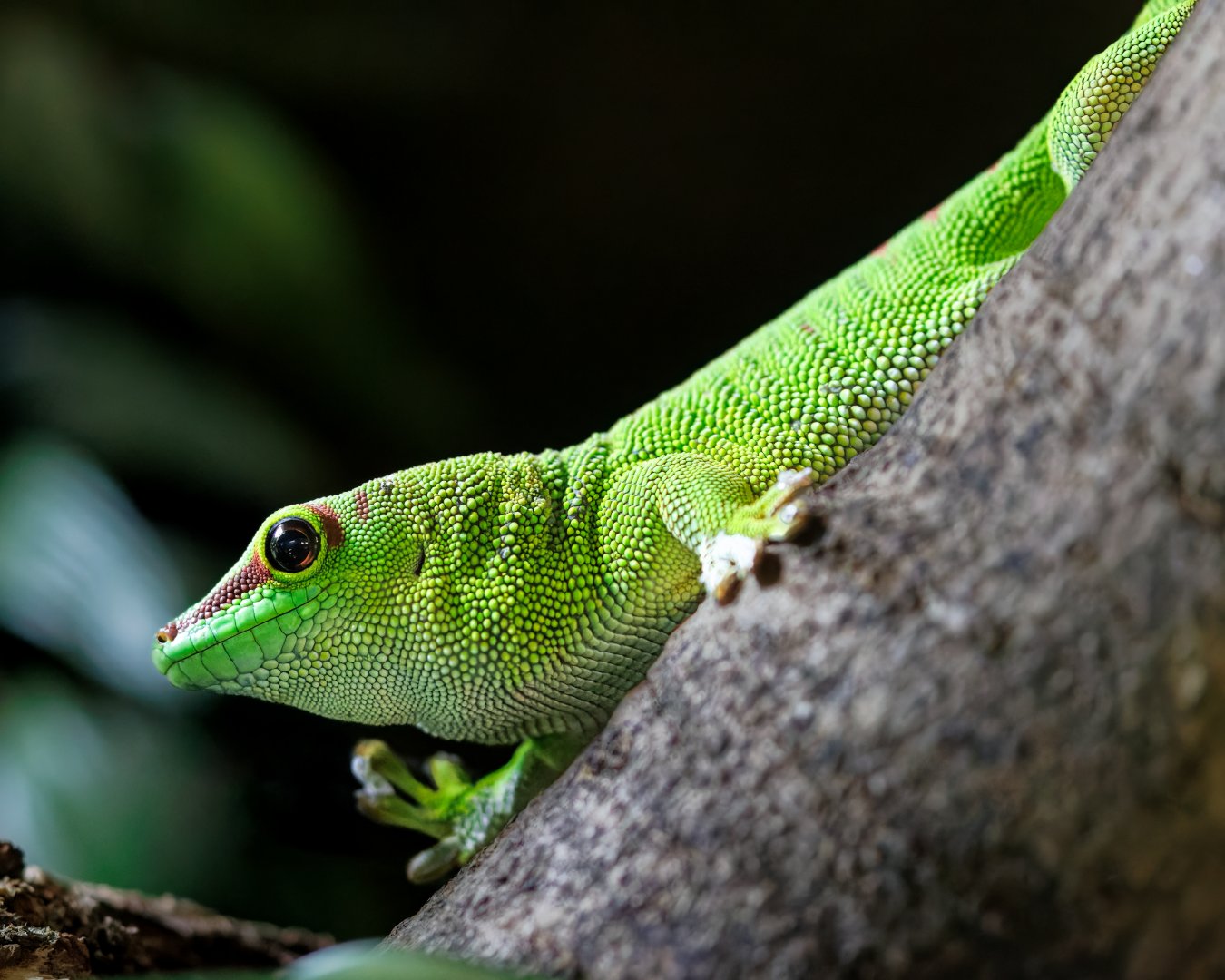 Giant Day Gecko / 23-3-22 / Dartmoor Zoo