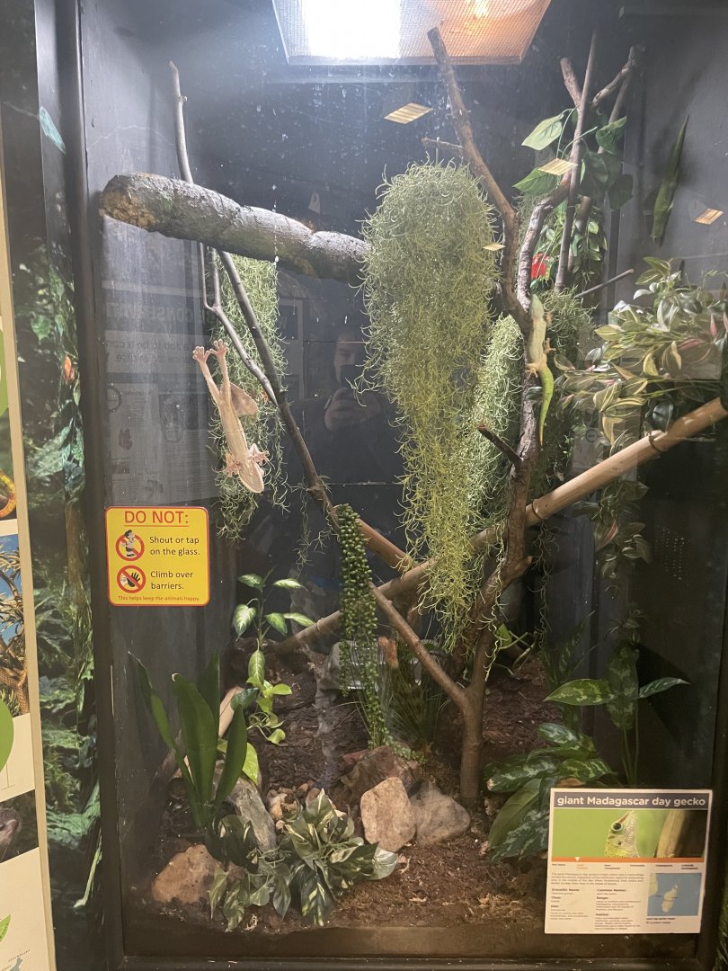 Giant Day Gecko (and more leaf tailed geckos) Enclosure