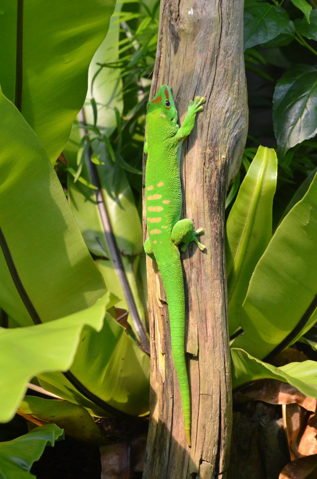 Giant Day Gecko at Zurich Zoo, 10/09/16