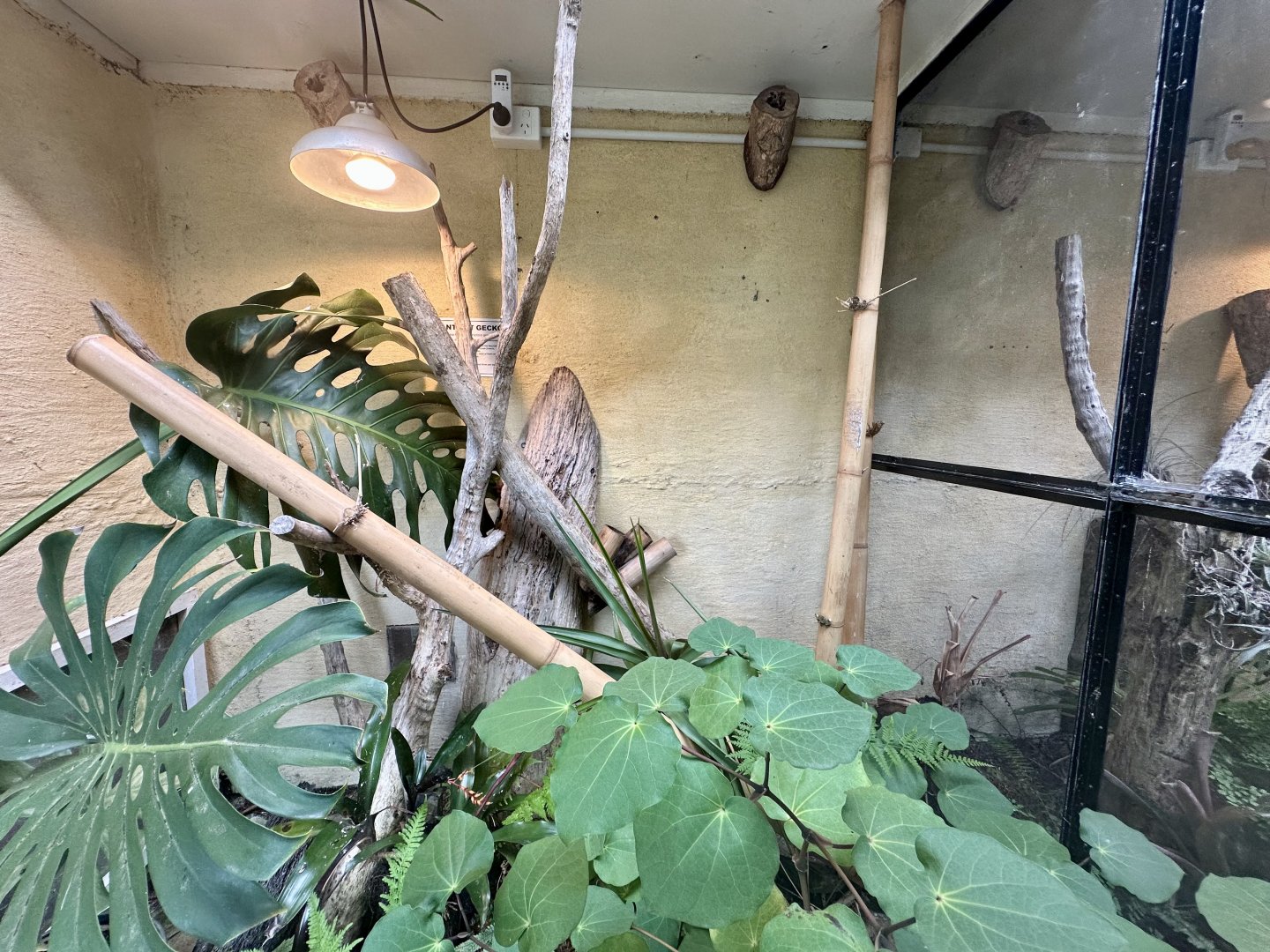 Giant Day Gecko Exhibit 1