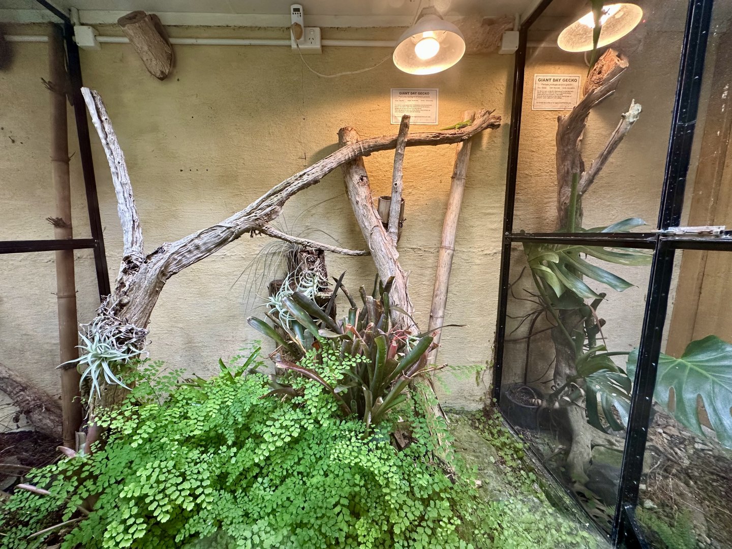 Giant Day Gecko Exhibit 2