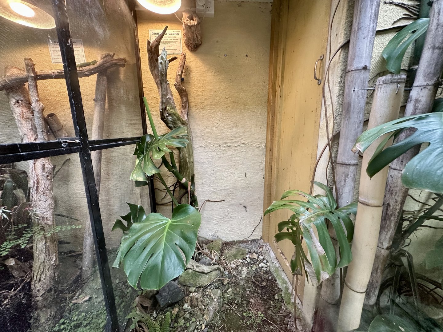 Giant Day Gecko Exhibit 3