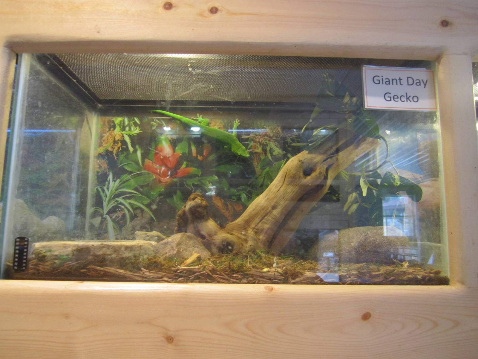 Giant Day Gecko Exhibit