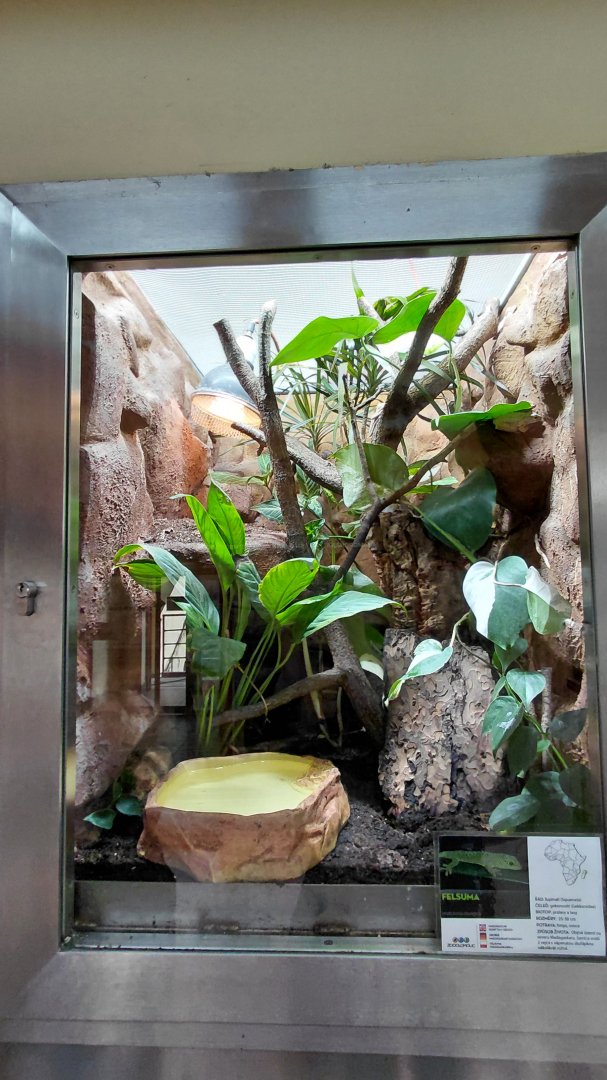 Giant day gecko exhibit