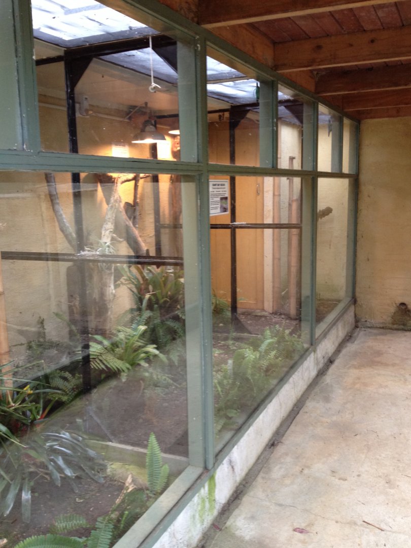 Giant Day Gecko exhibits