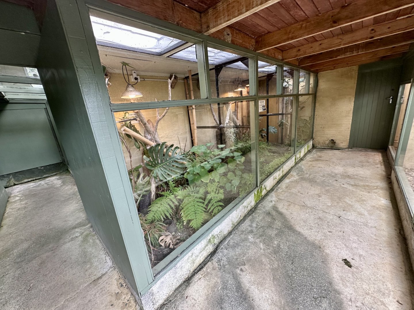 Giant Day Gecko Exhibits