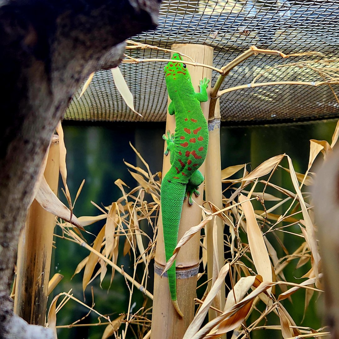 Giant Day Gecko (Phelsuma grandis)