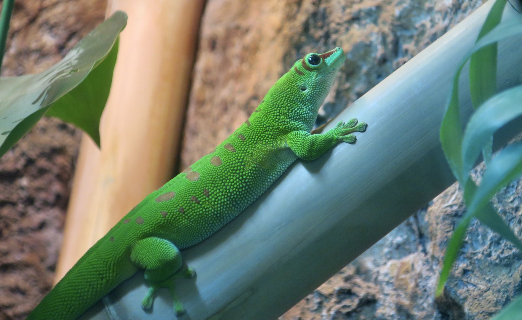 Giant Day Gecko (Phelsuma grandis)