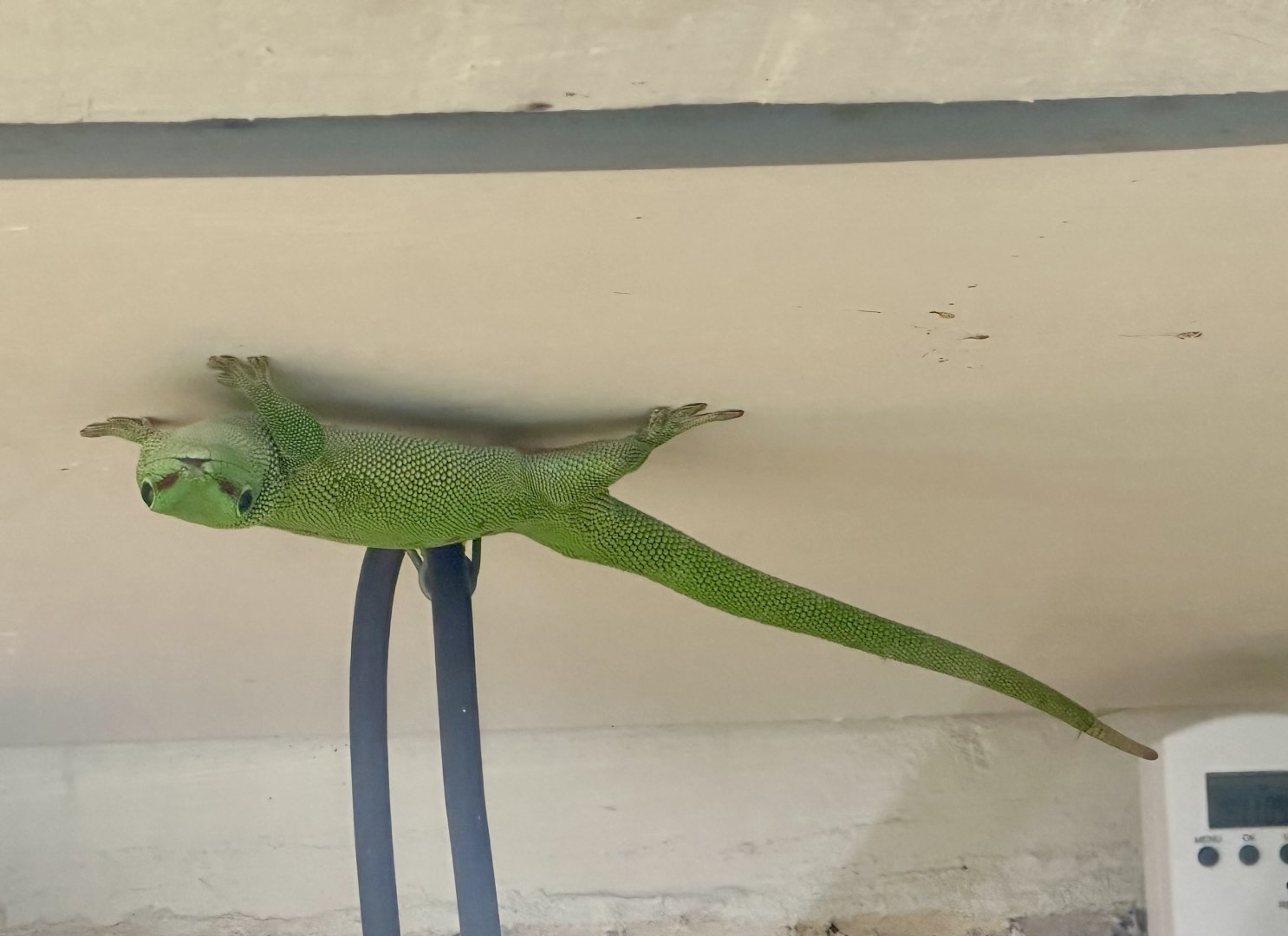 Giant day gecko (Phelsuma madagascariensis grandis)