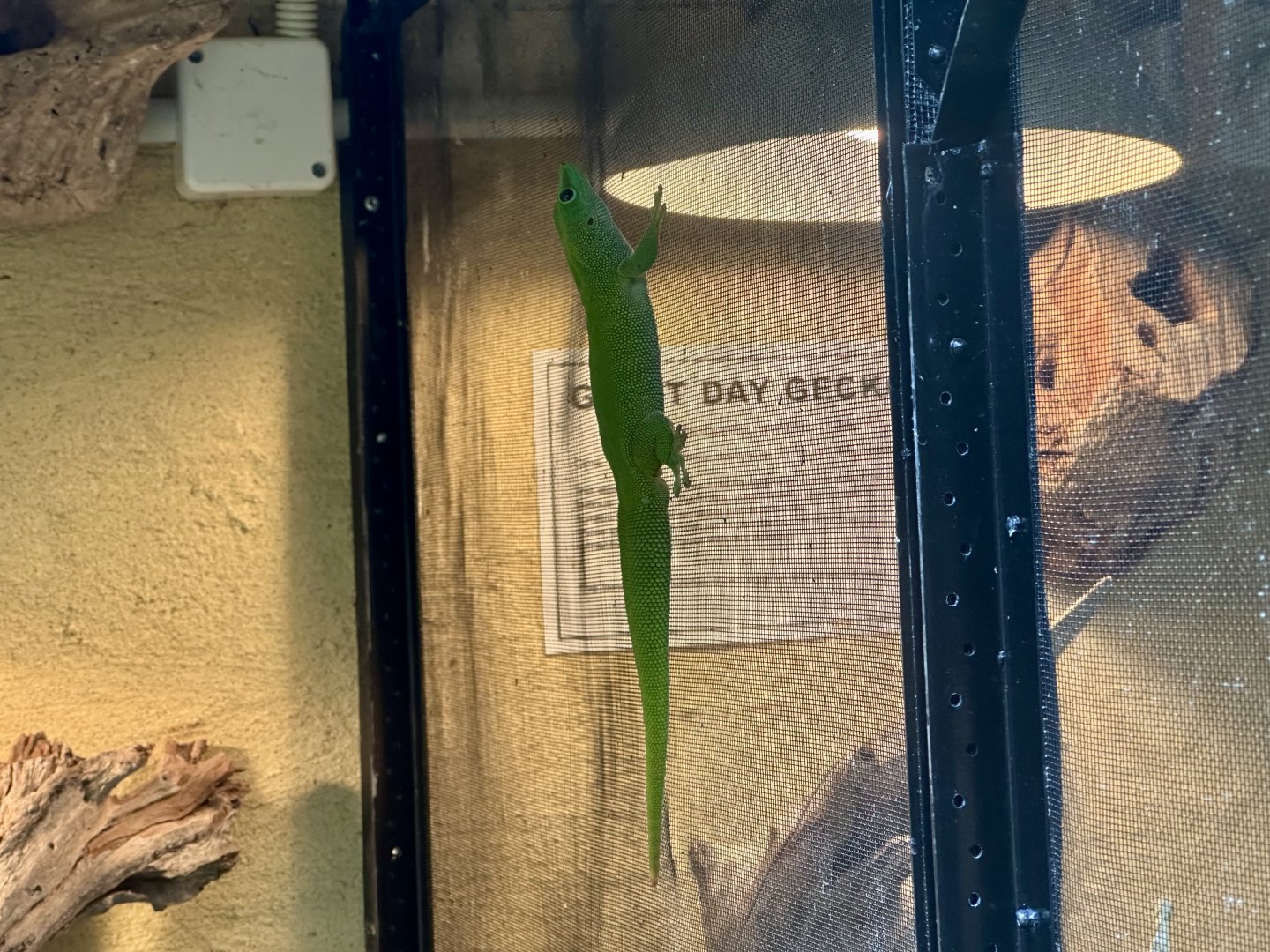 Giant day gecko (Phelsuma madagascariensis grandis)