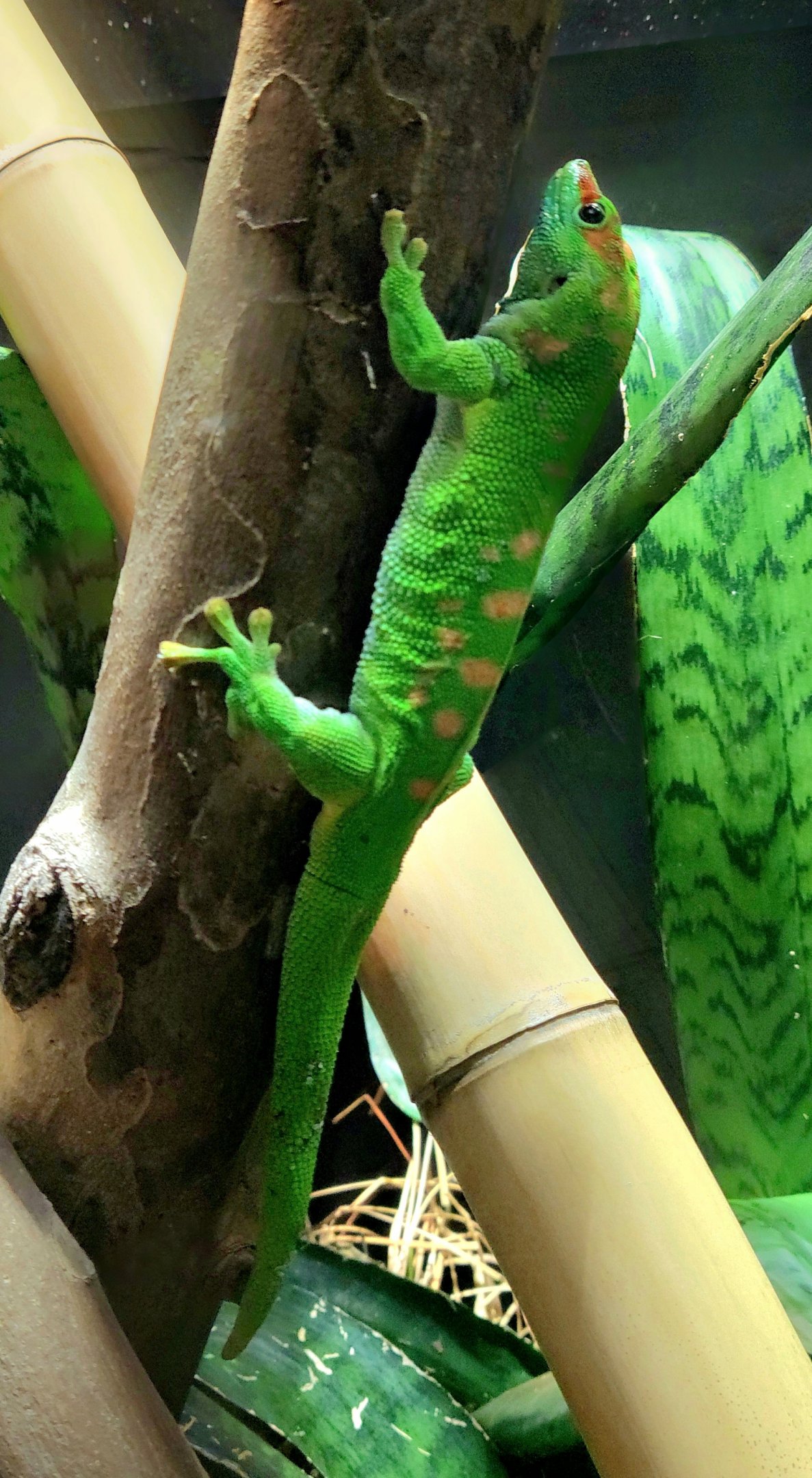 Giant Day Gecko - Riverbanks Zoo