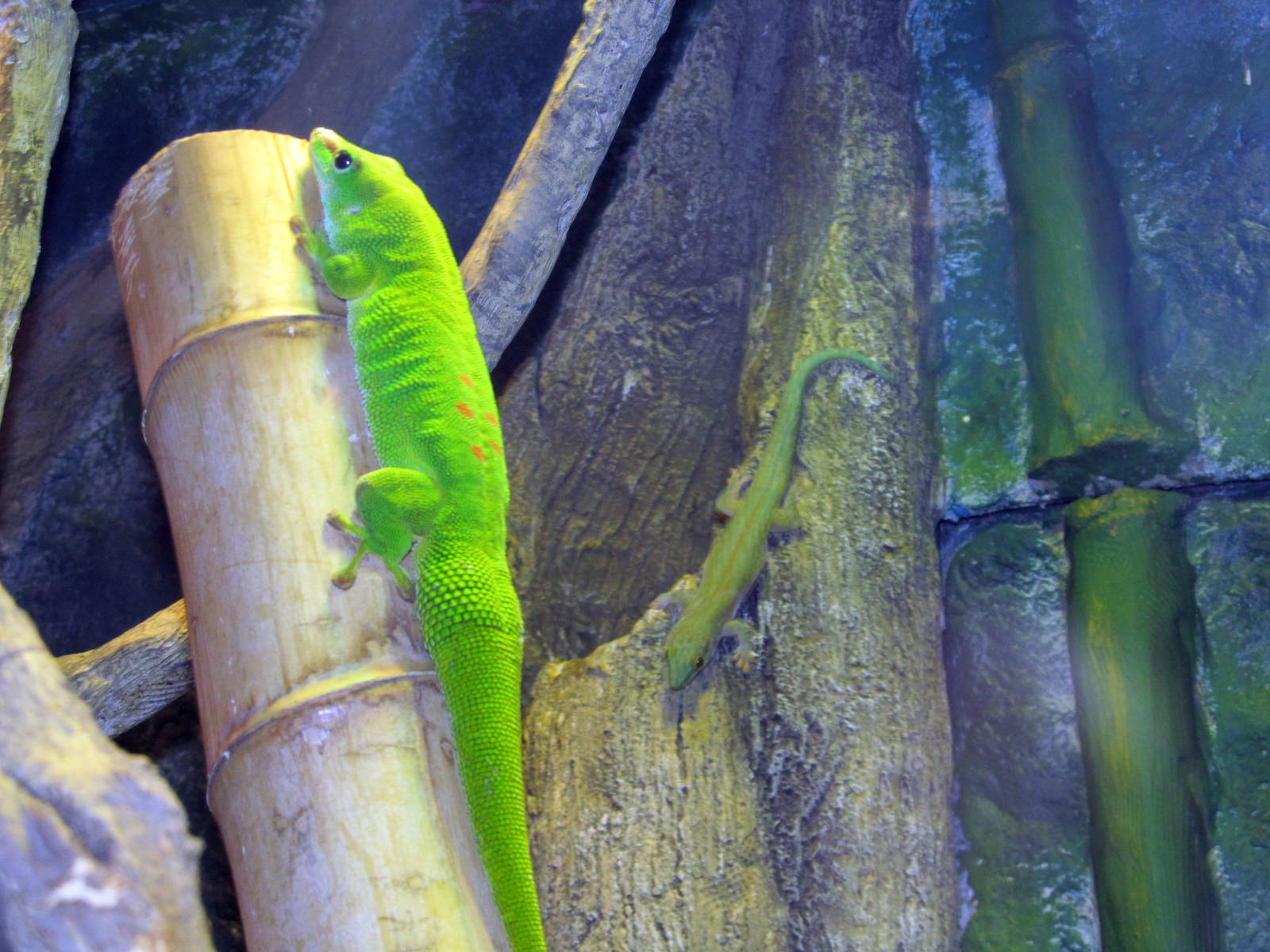Giant Day Gecko