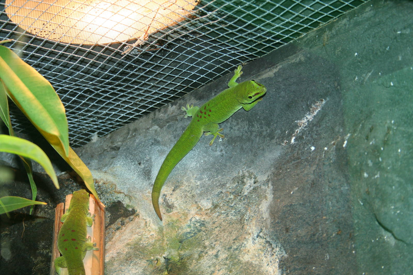 Giant day gecko