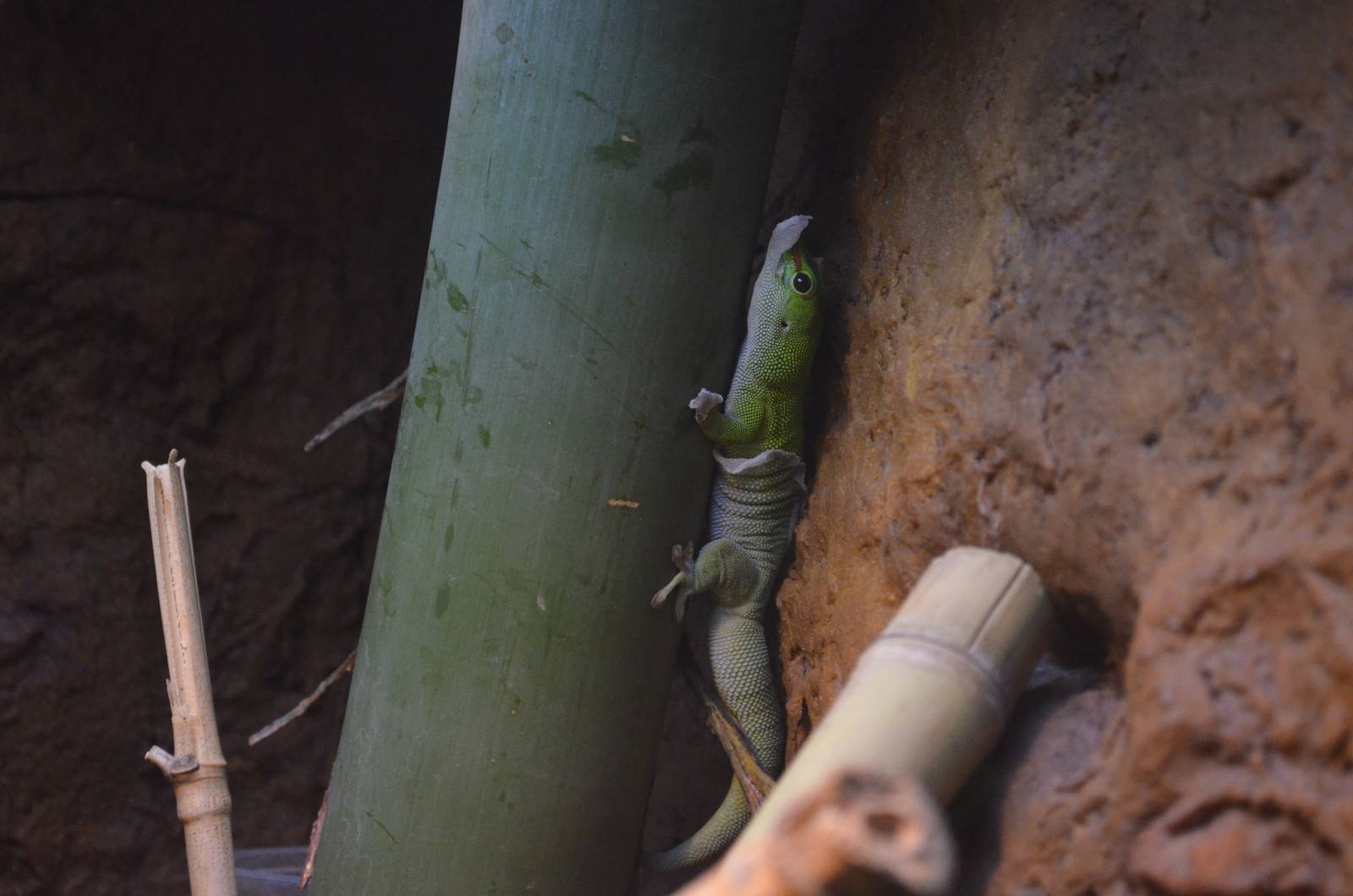 Giant Day Gecko