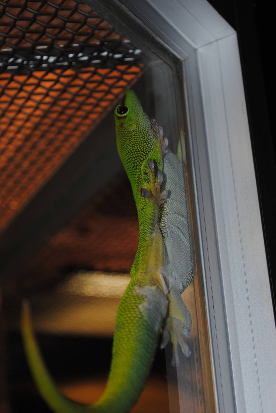 Giant Day Gecko