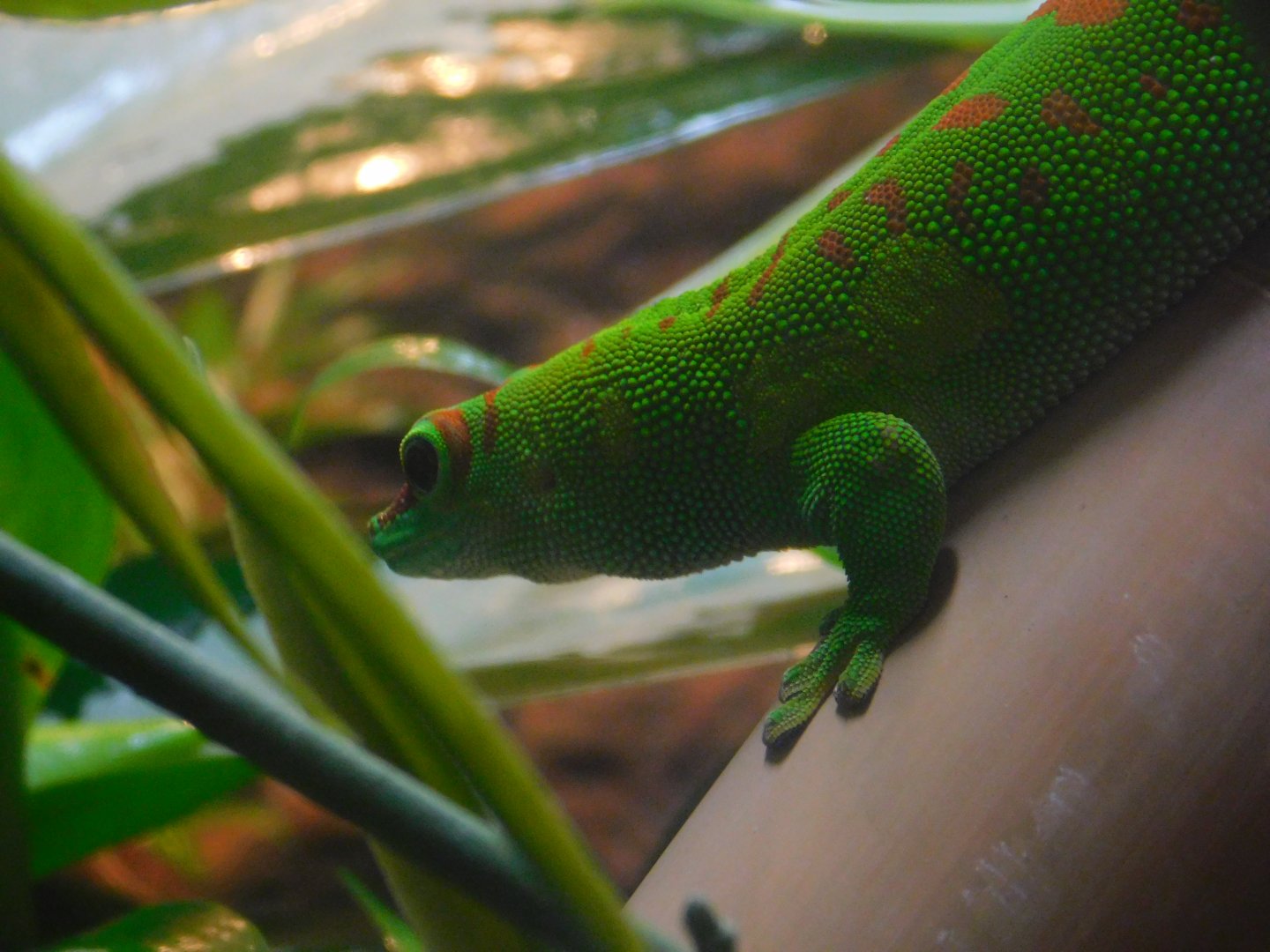 Giant Day Gecko