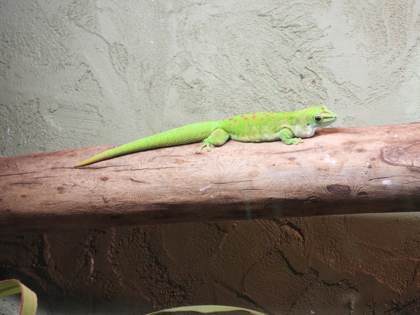 Giant day gecko