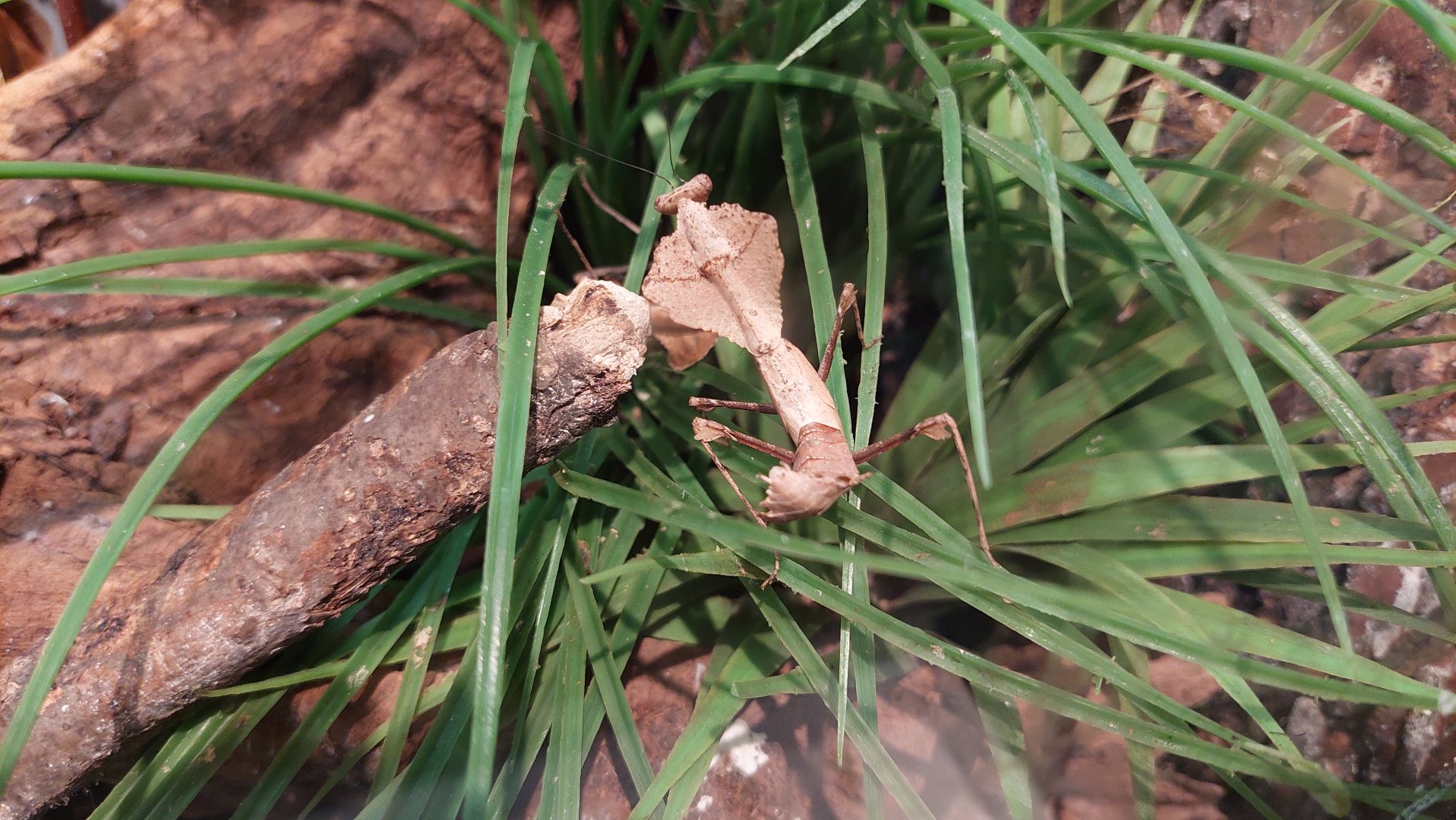 Giant dead leaf mantis (Deroplatys desiccata)