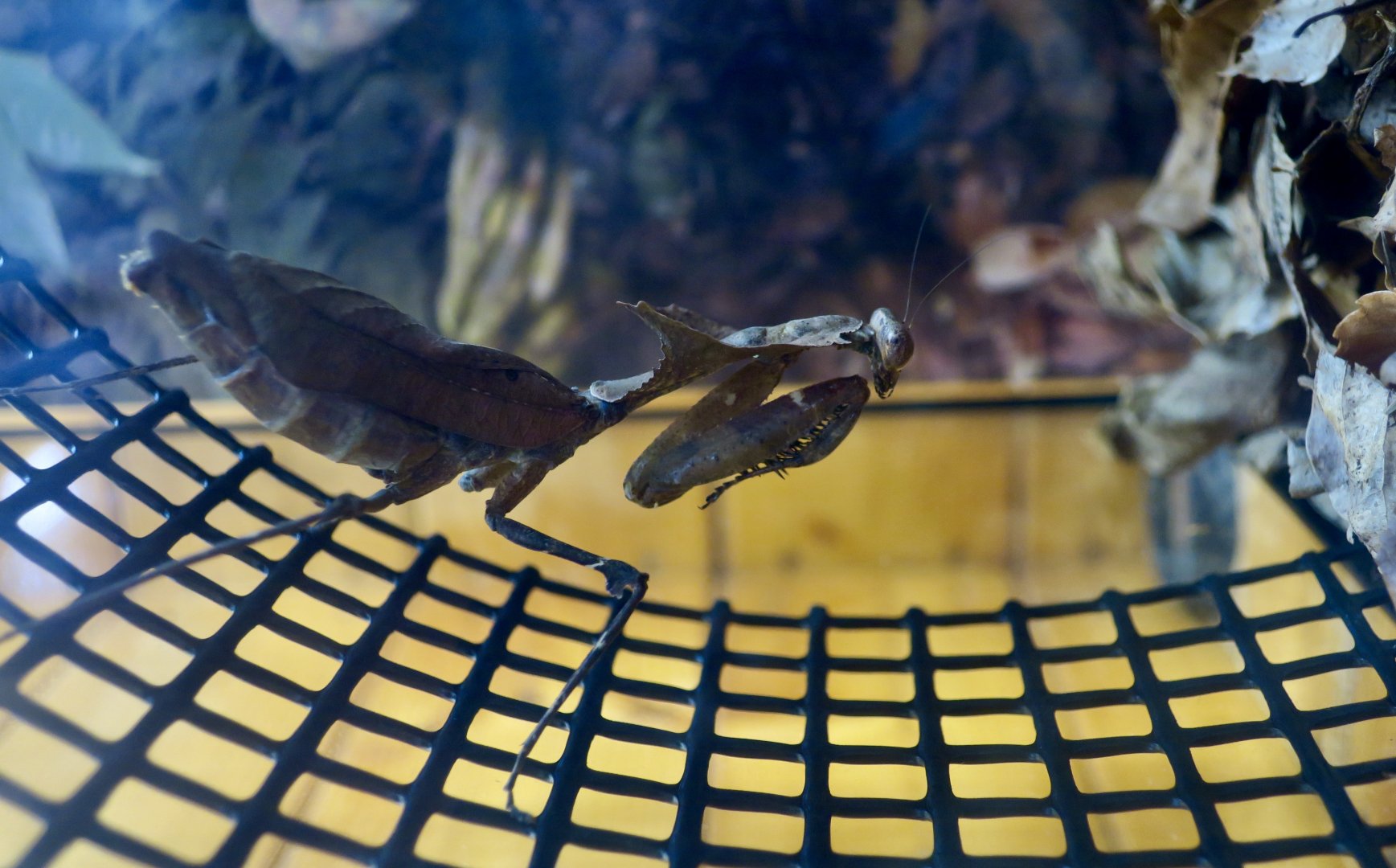 Giant Dead Leaf Mantis (Deroplatys desiccata)