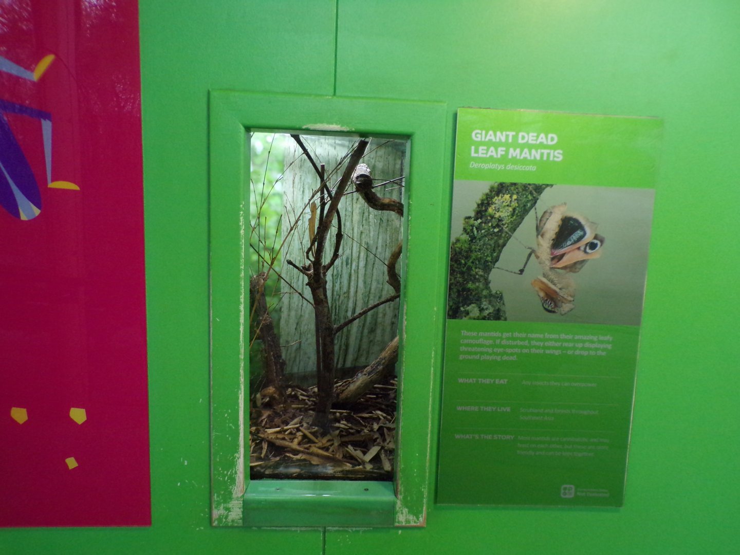 Giant dead leaf mantis exhibit 11.2.25