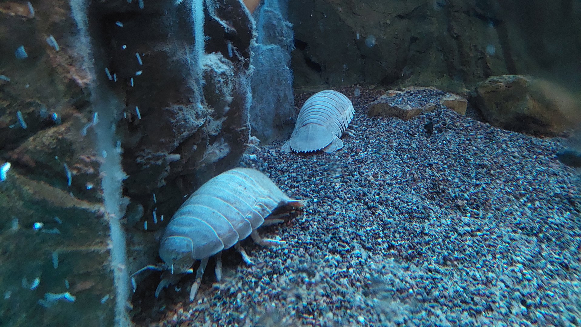 Giant deep sea isopod