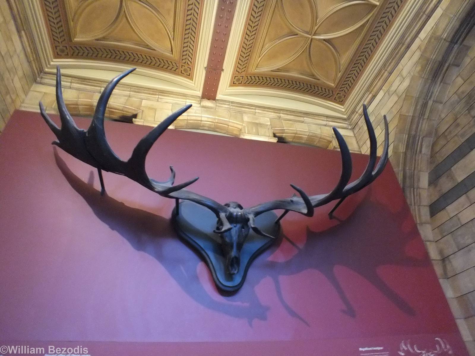 Giant Deer Antlers (Megaloceros giganteus) - NHM London