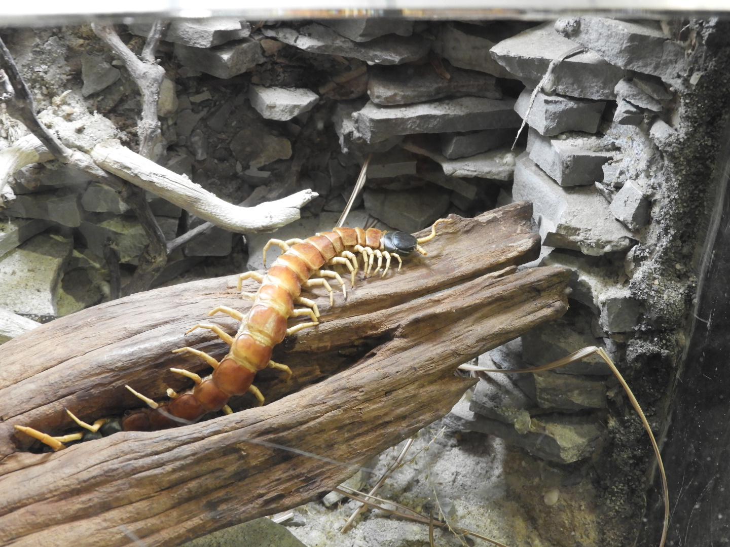 Giant Desert Centipede (Scolopendra heros)