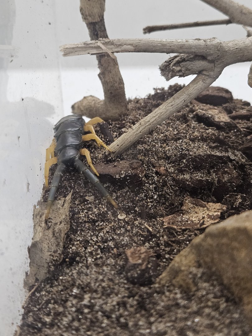 Giant Desert Centipede