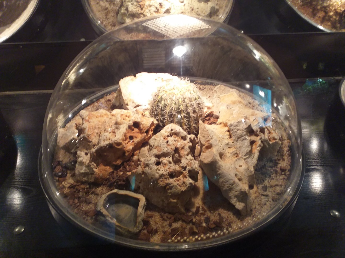 Giant desert hairy scorpion exhibit -TerraNatura Benidorm (2021)