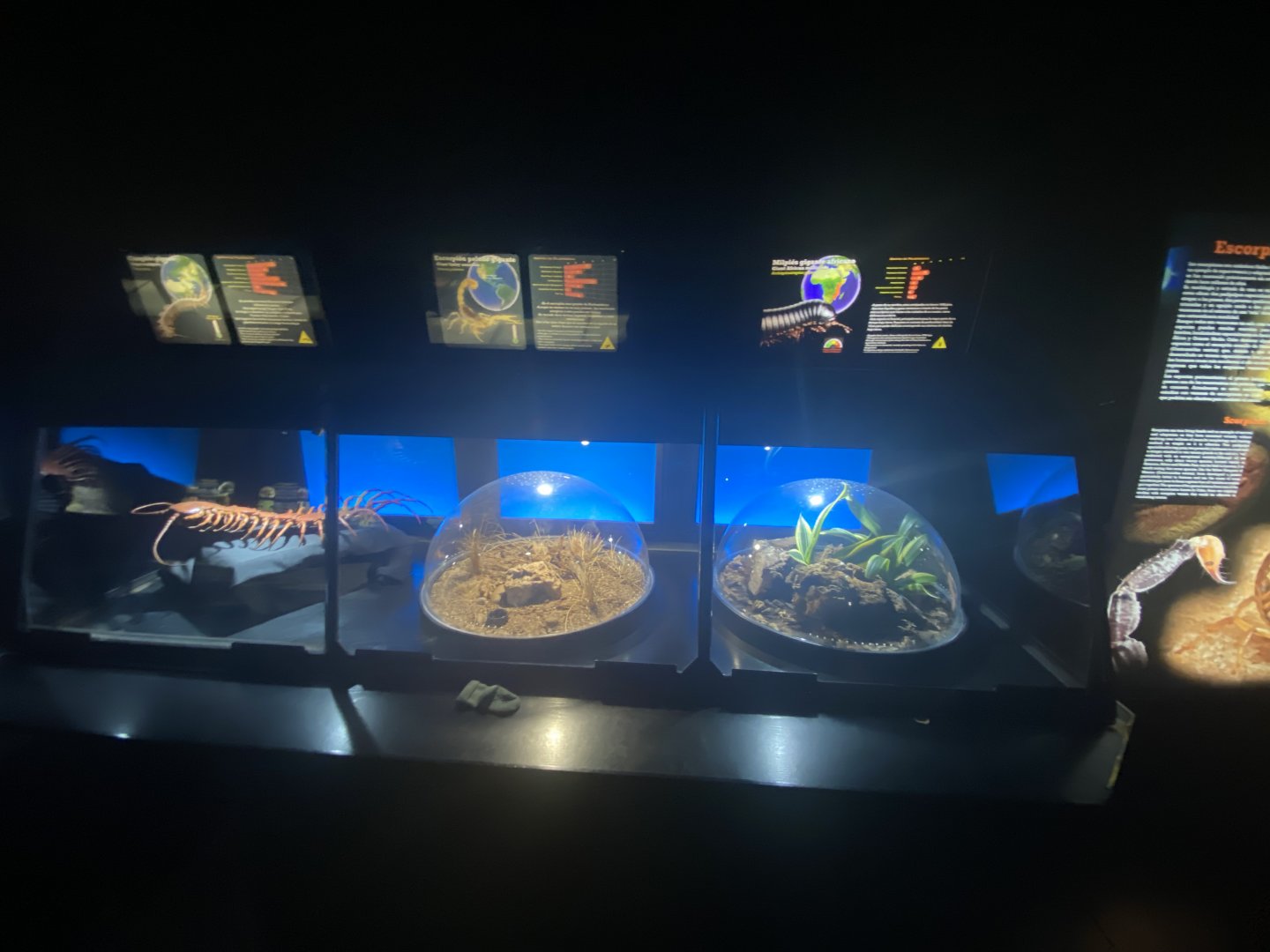 Giant desert scorpion and giant African millipede exhibits