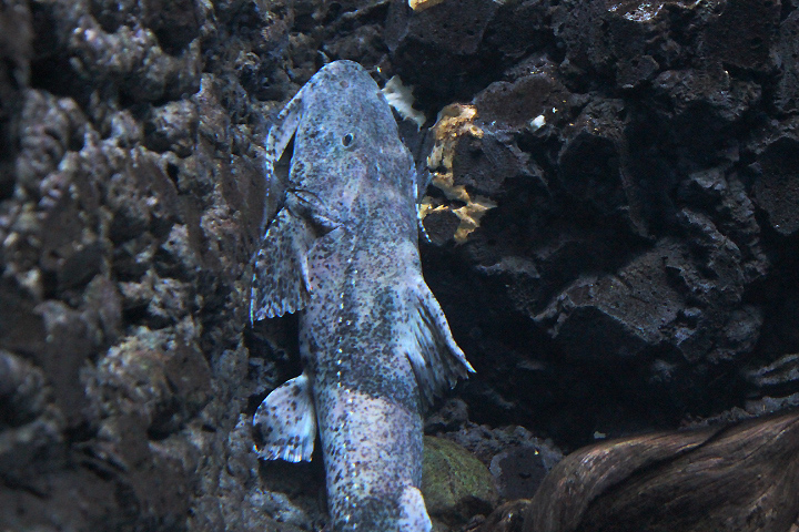 Giant devil catfish (Bagarius lica)