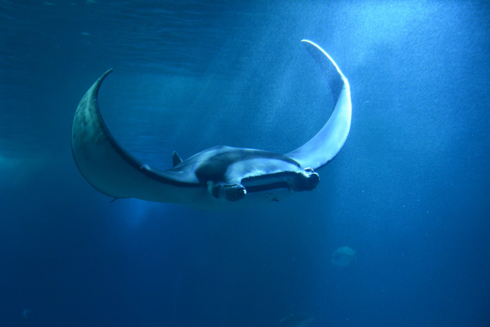 Giant devil fish (Mobula mobular)
