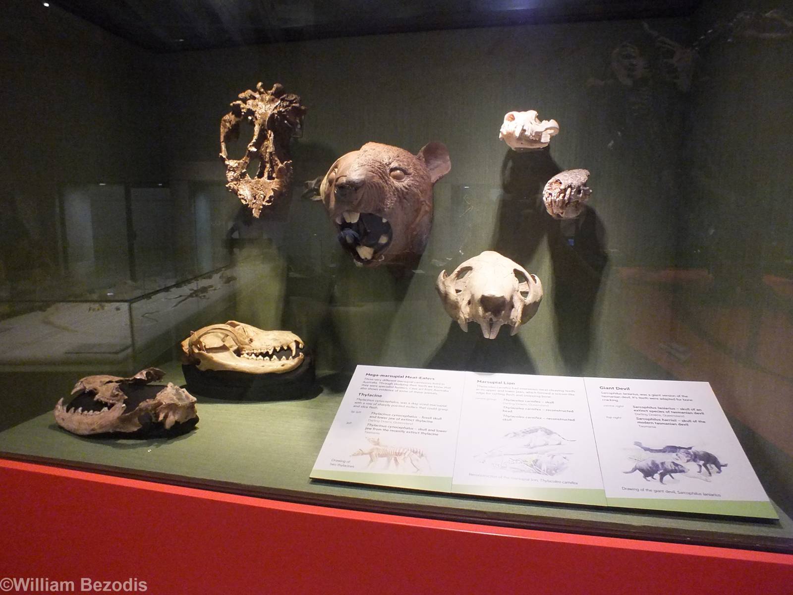 Giant Devil, Thylacine, and Marsupial Lion - Queensland Museum