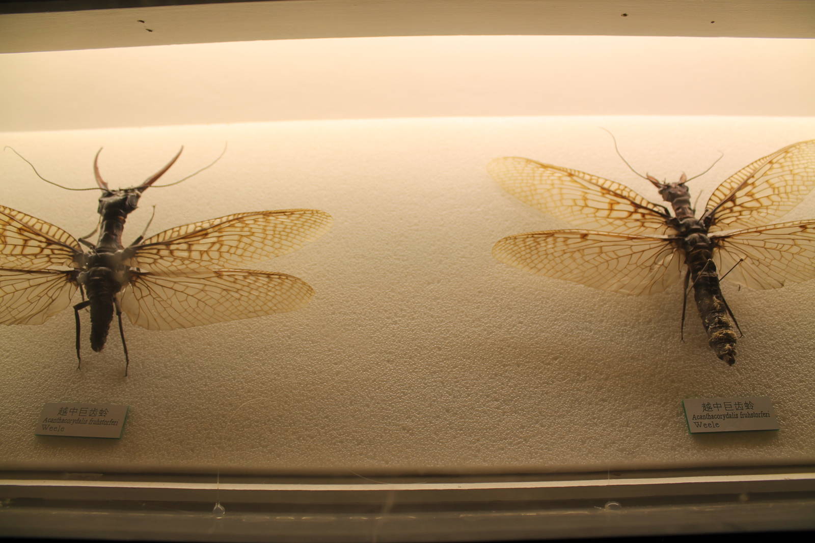 Giant Dobsonflies (Acanthacorydalis fruhstorferi)