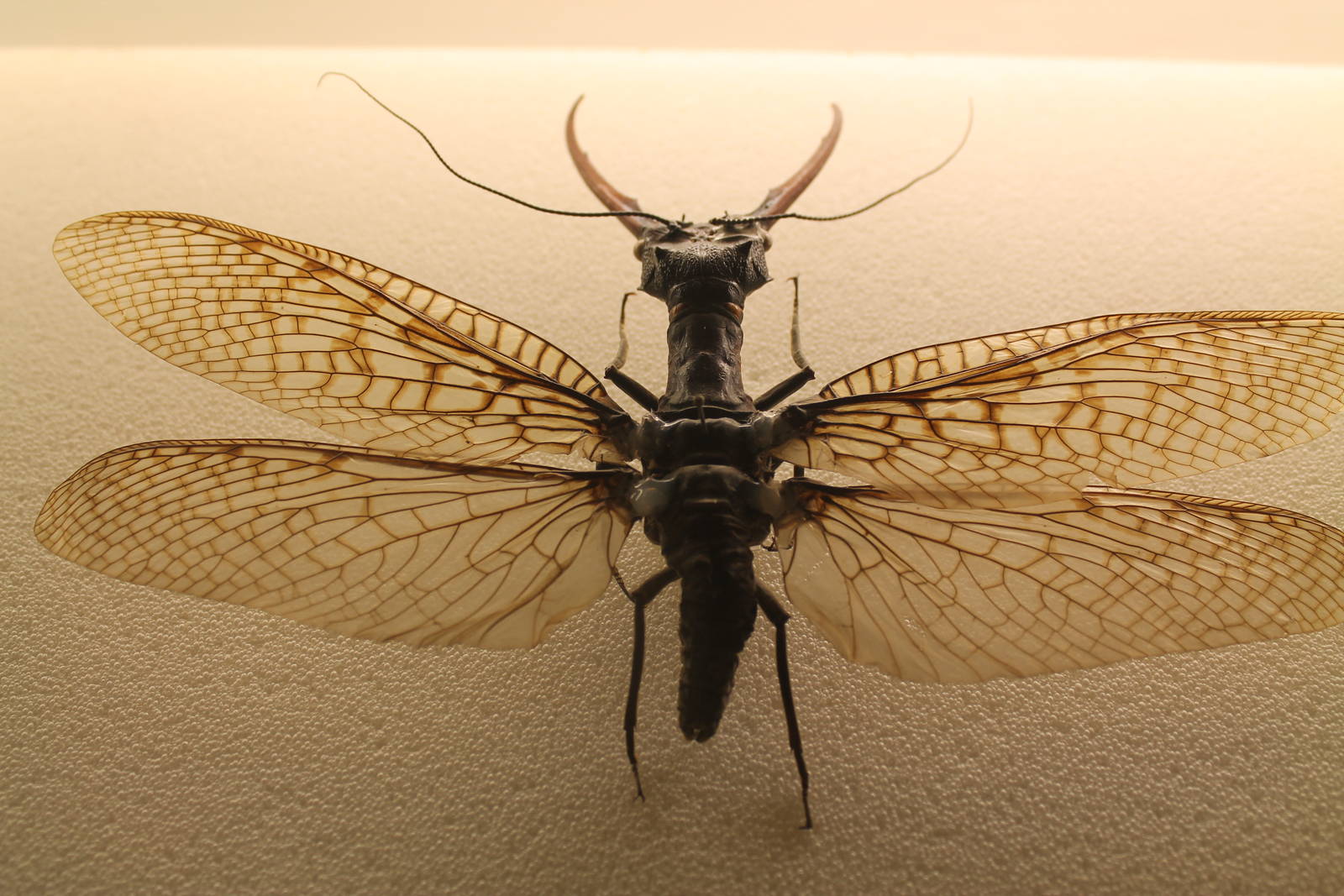 Giant Dobsonfly (Acanthacorydalis fruhstorferi)