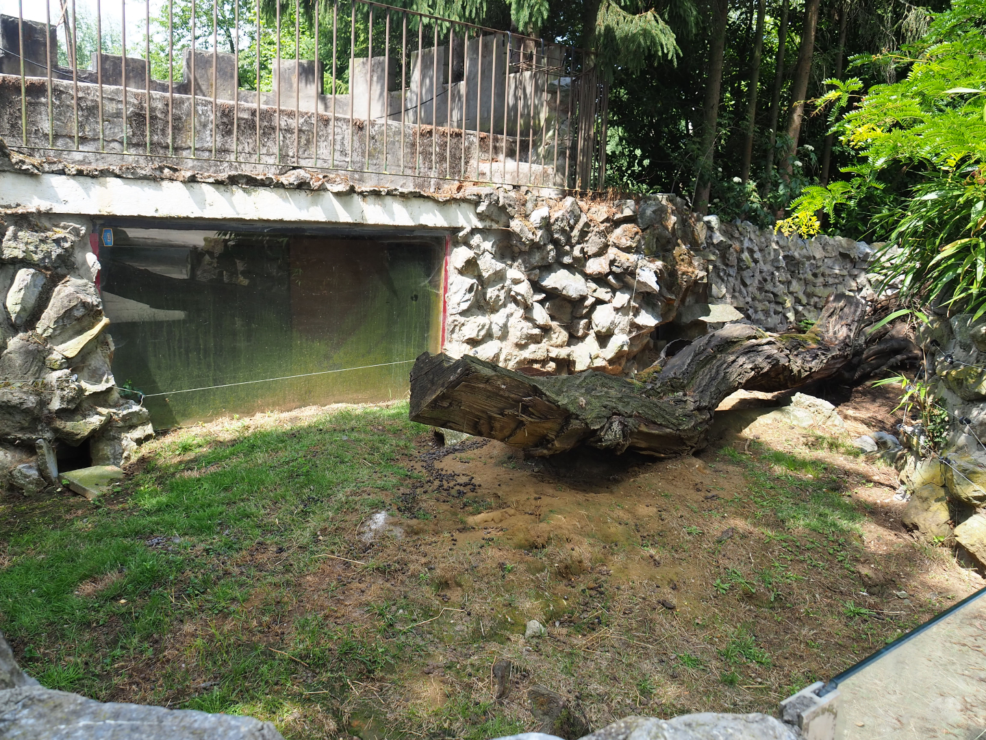 Giant domestic rabbit exhibit, 2020-06-20