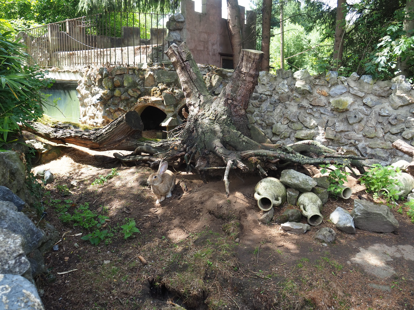 Giant domestic rabbit exhibit, 2020-06-20