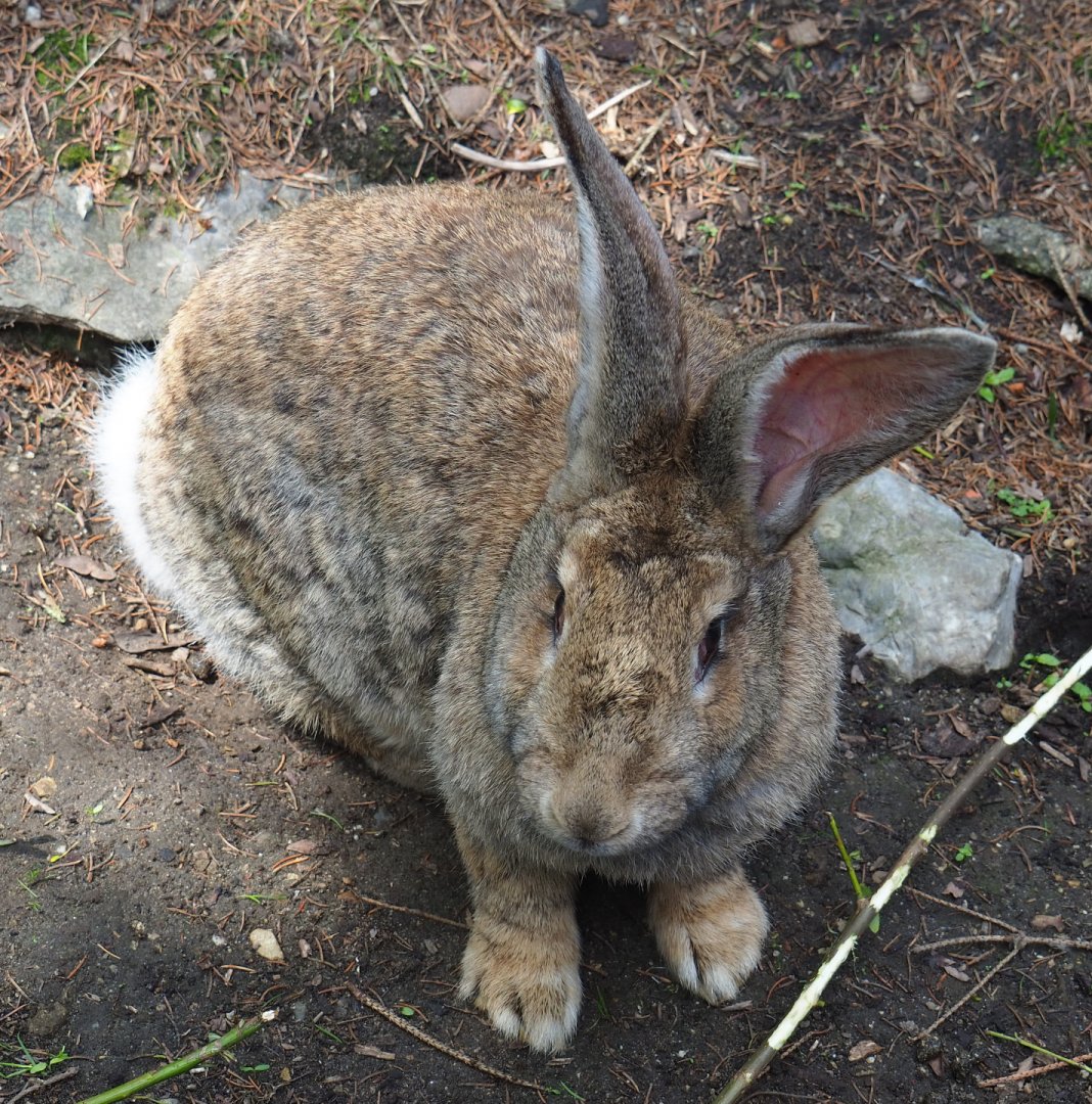 Giant domestic rabbit (Oryctolagus cuniculus domesticus), 2020-06-20