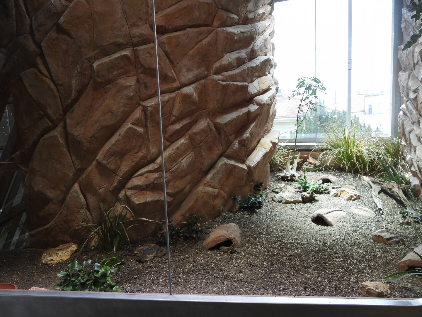 Giant dragon lizard (Smaug giganteus)