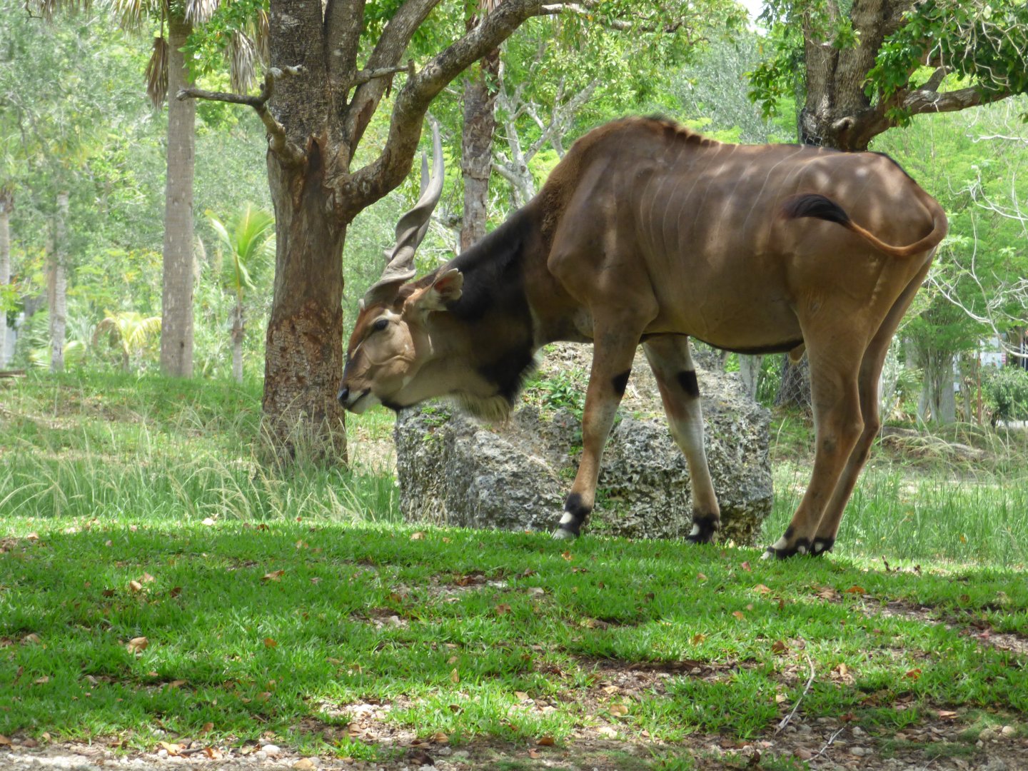 Giant Eland 2