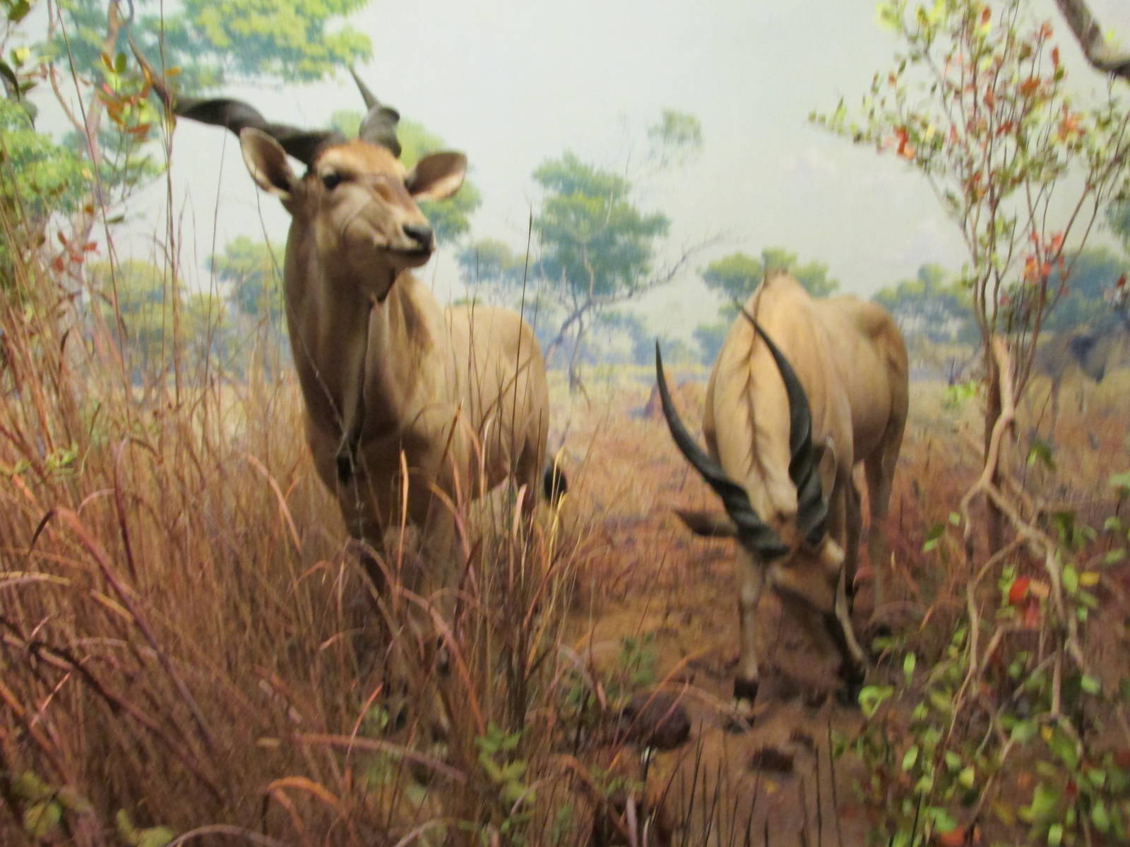 giant eland amnh