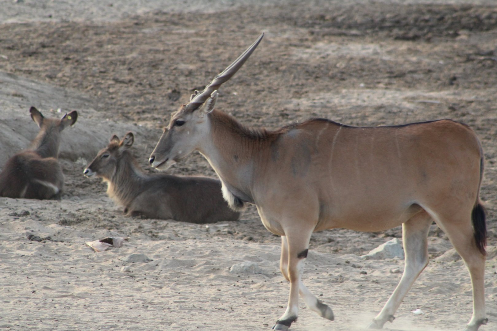 Giant Eland and Waterbuck