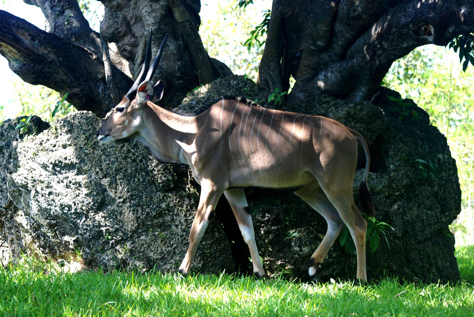 Giant Eland at Miami, 12/10/13