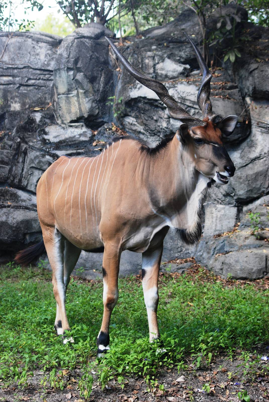 Giant Eland at Miami, 12/10/13