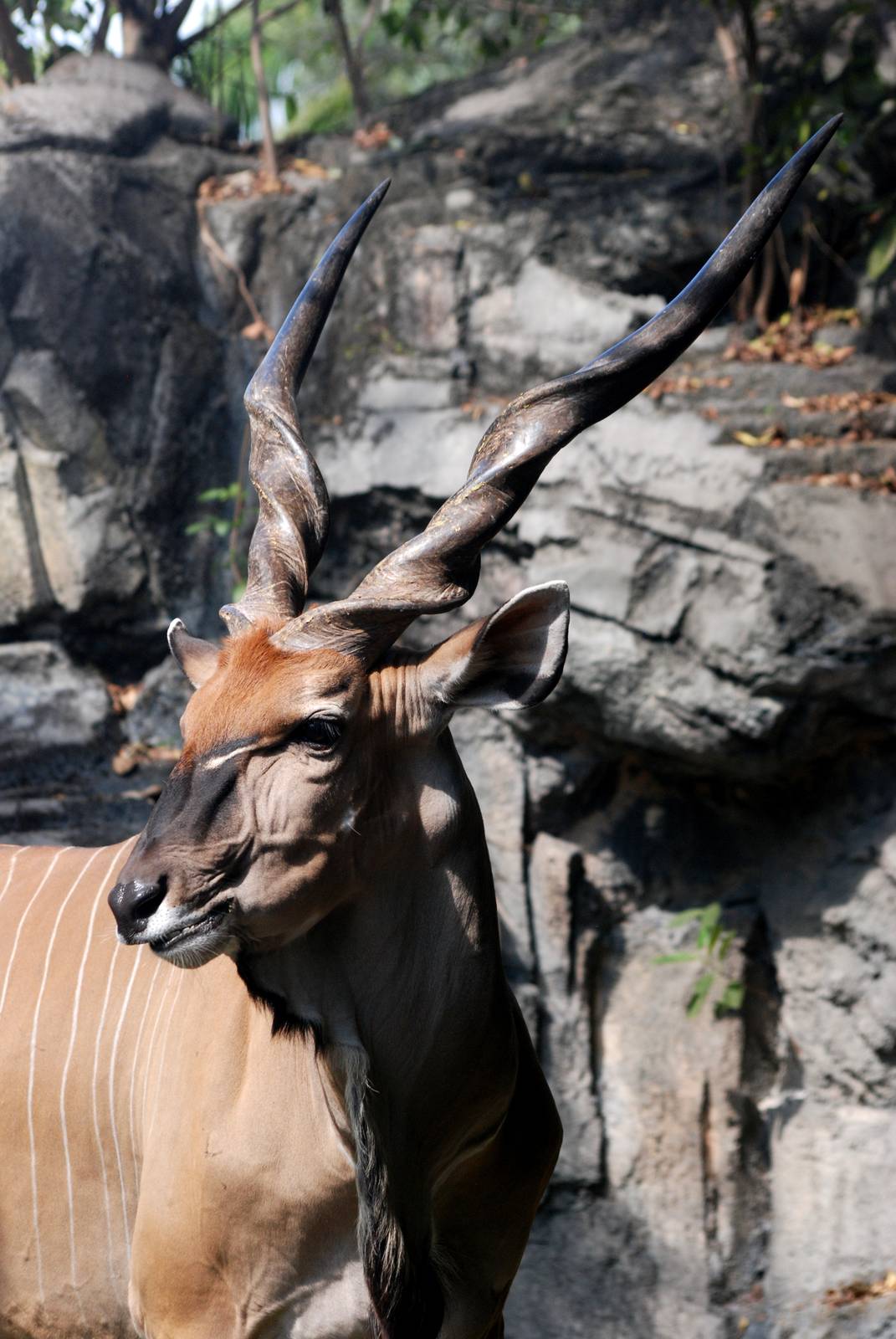 Giant Eland at Miami, 12/10/13