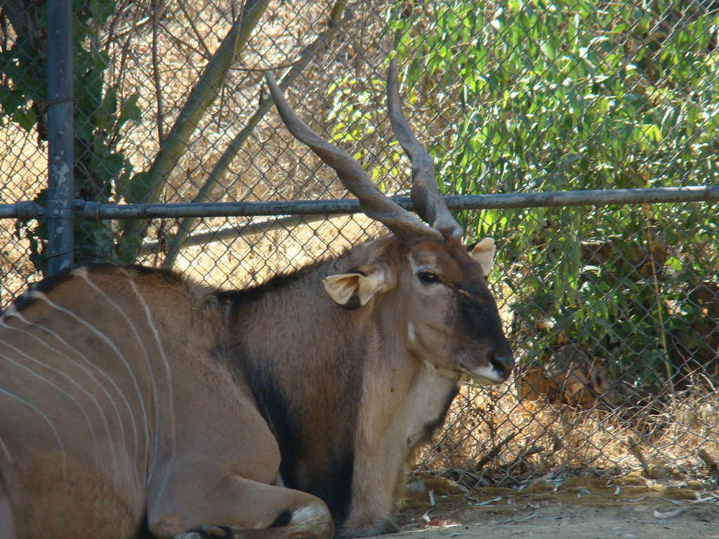 Giant Eland at the Los Angeles Zoo