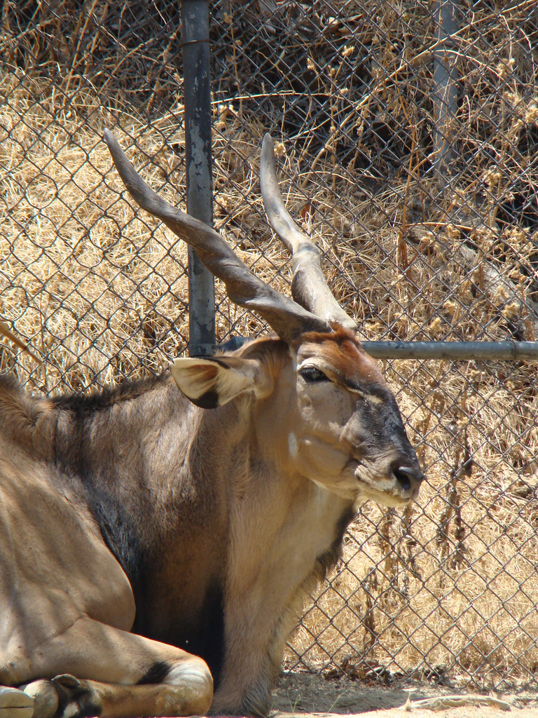 Giant Eland at the Los Angeles Zoo