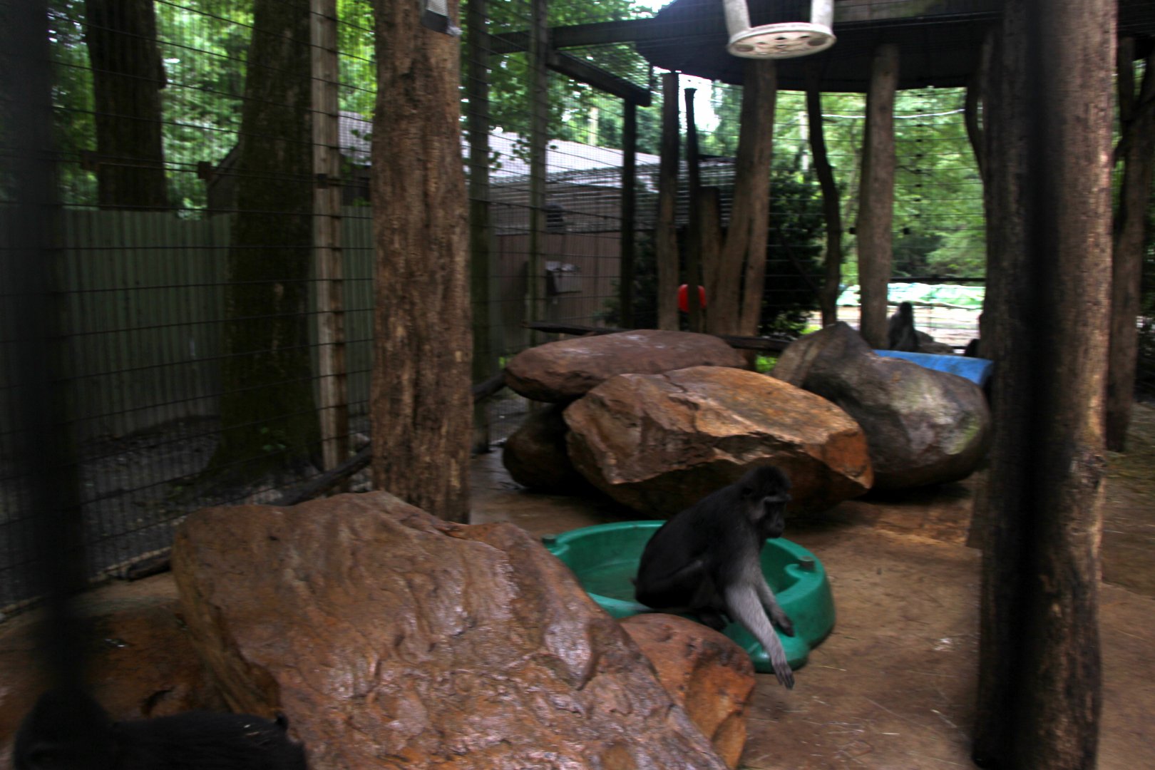 Giant Eland booted or gray-armed macaque (Macaca ochreata) exhibit