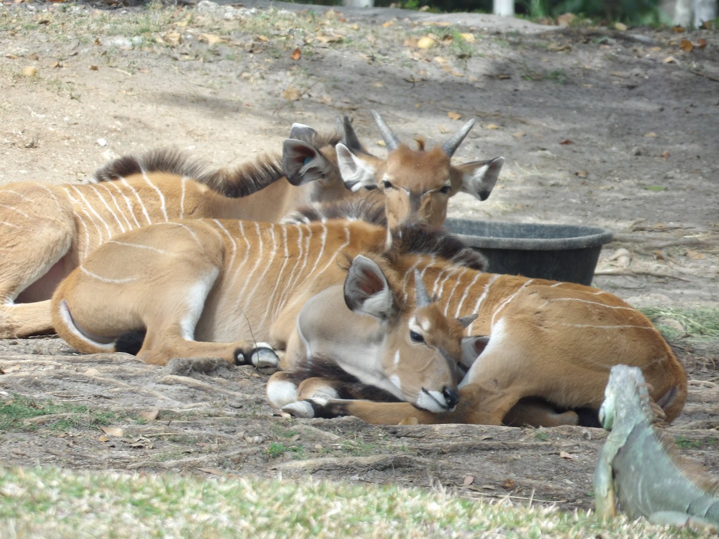 Giant Eland Calf cuddle pile(Taurotragus derbianus)